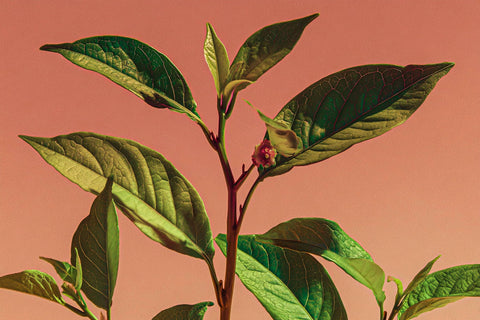 Guarana (22 % Koffein)